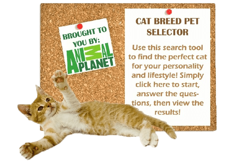 Cat Breed Selector 2