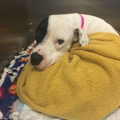 A white and black pitt bull named lulu recovering in a kennel after a femur fracture